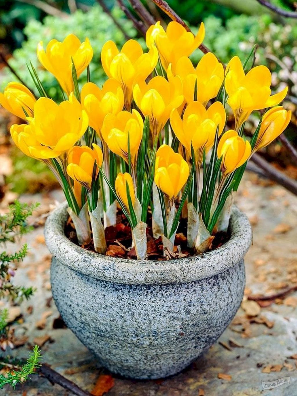 Крокус Йеллоу (Crocus Yellow) - описание сорта, фото, саженцы, посадка,  особенности ухода. Дачная энциклопедия.