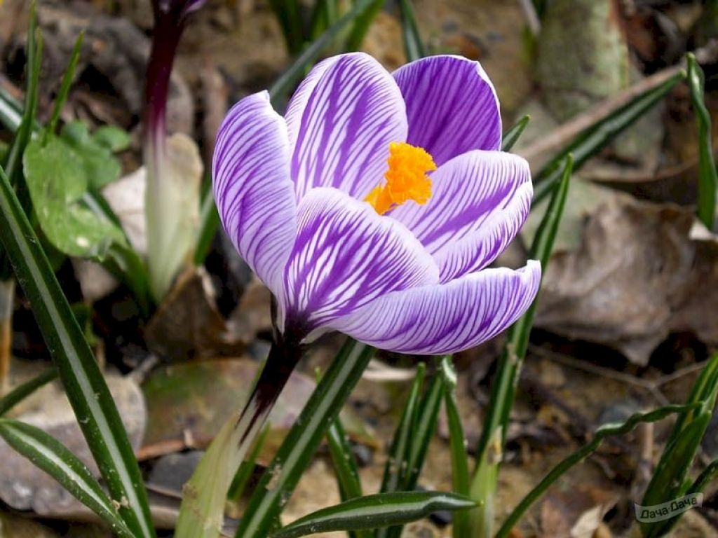 Крокус Пиквик (Crocus Pickwick) - описание сорта, фото, саженцы, посадка,  особенности ухода. Дачная энциклопедия.