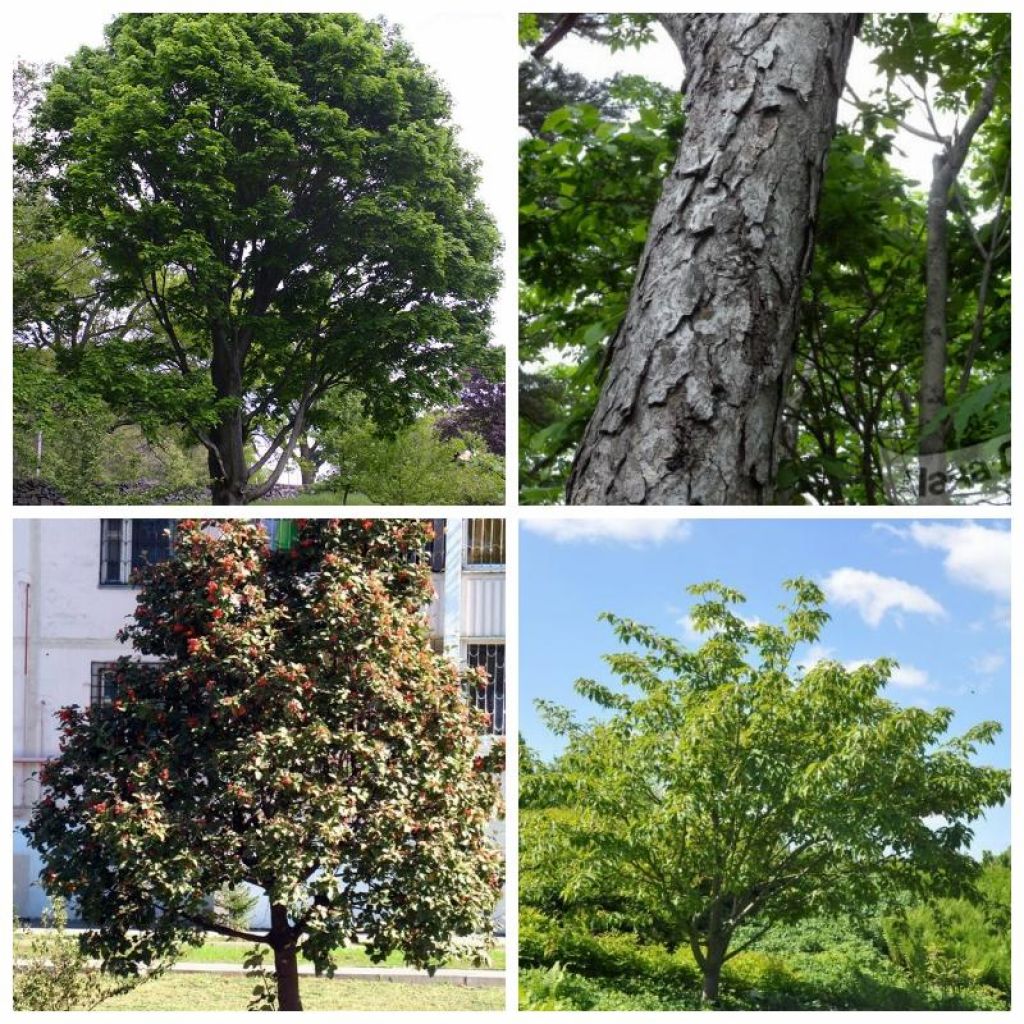Таблица декоративных деревьев: фото и названия по алфавиту.