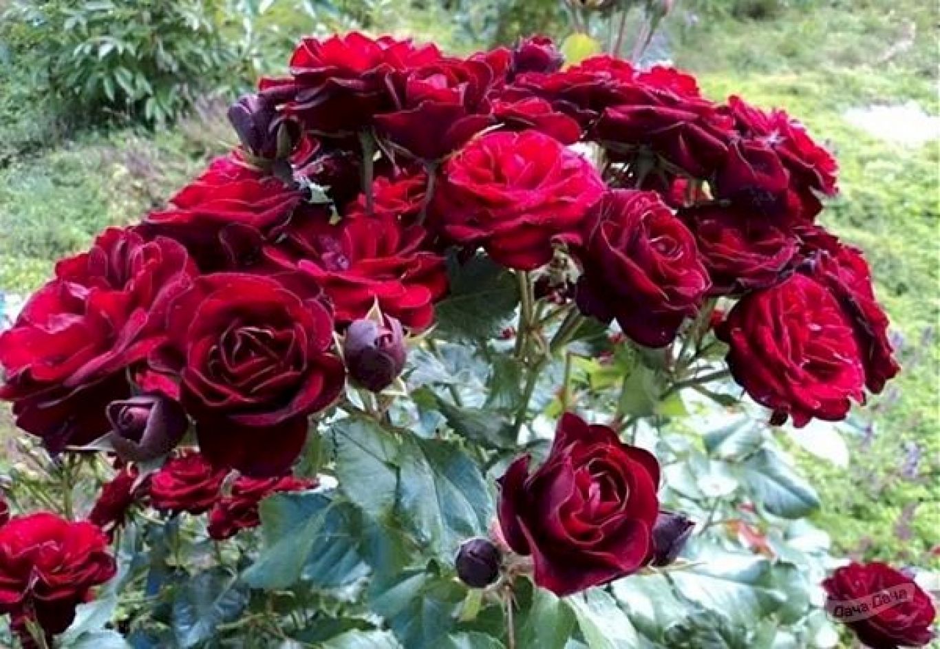 Бордюрная роза Лаваглут