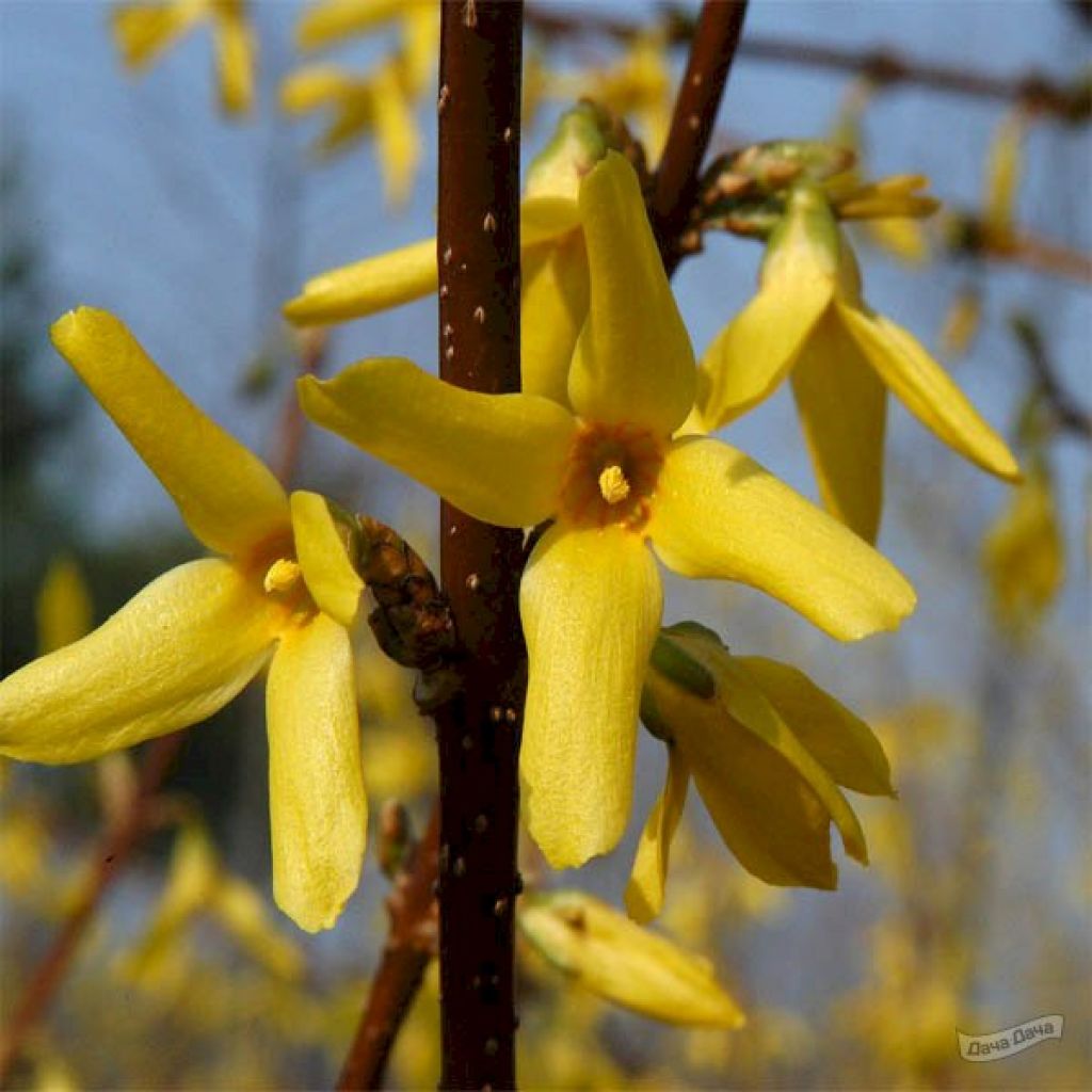 Форзиция промежуточная Линвуд (Forsythia intermedia Lynwood) - описание  сорта, фото, саженцы, посадка, особенности ухода. Дачная энциклопедия.