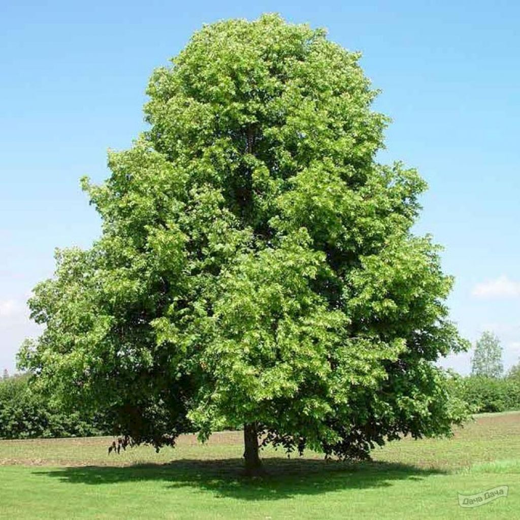 Липа мелколистная (Tilia cordata) - описание сорта, фото, саженцы, посадка,  особенности ухода. Дачная энциклопедия.