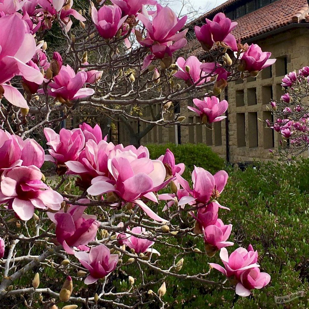 Магнолия (Magnolia): особенности выращивания, разновидности, фото