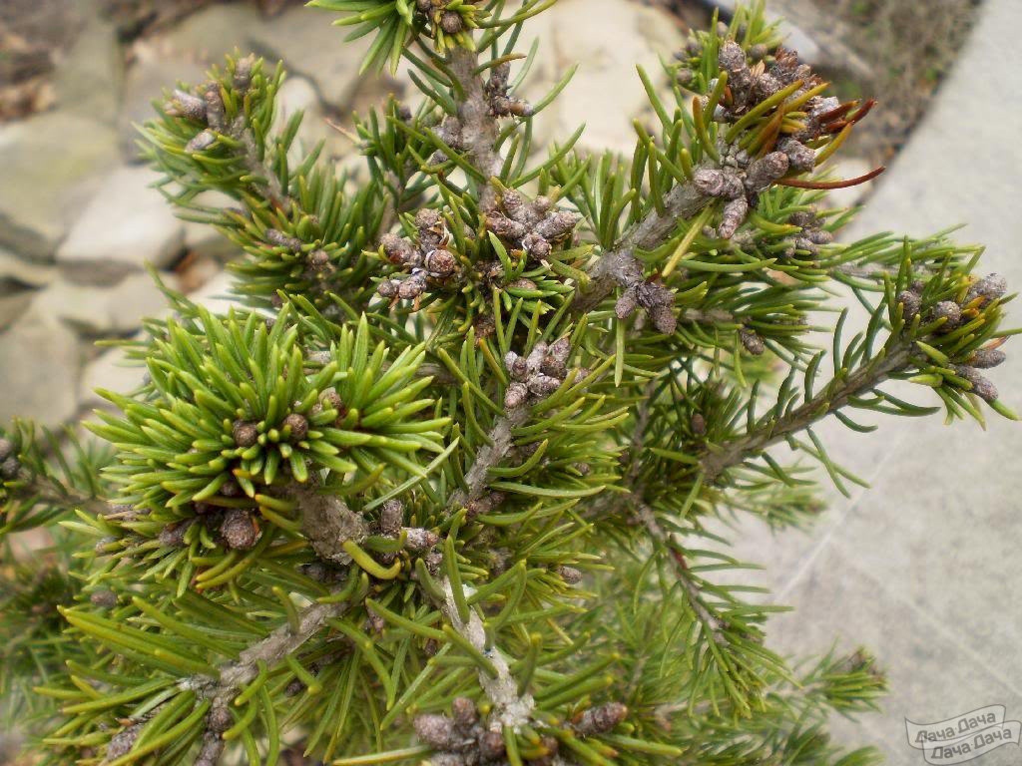 Picea Abies Maxwelli стрижка