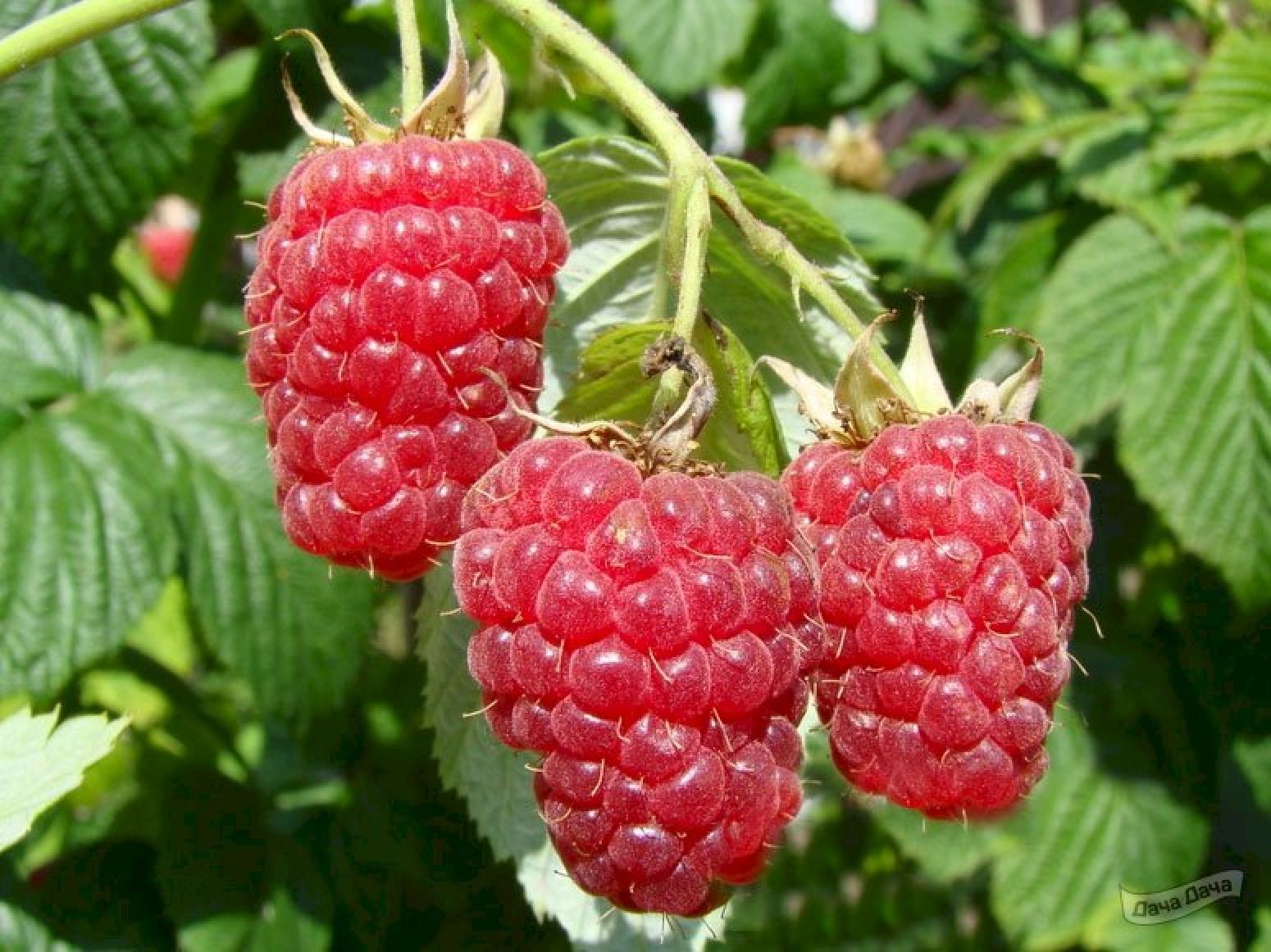Ремонтантная малина фото кустов с ягодами