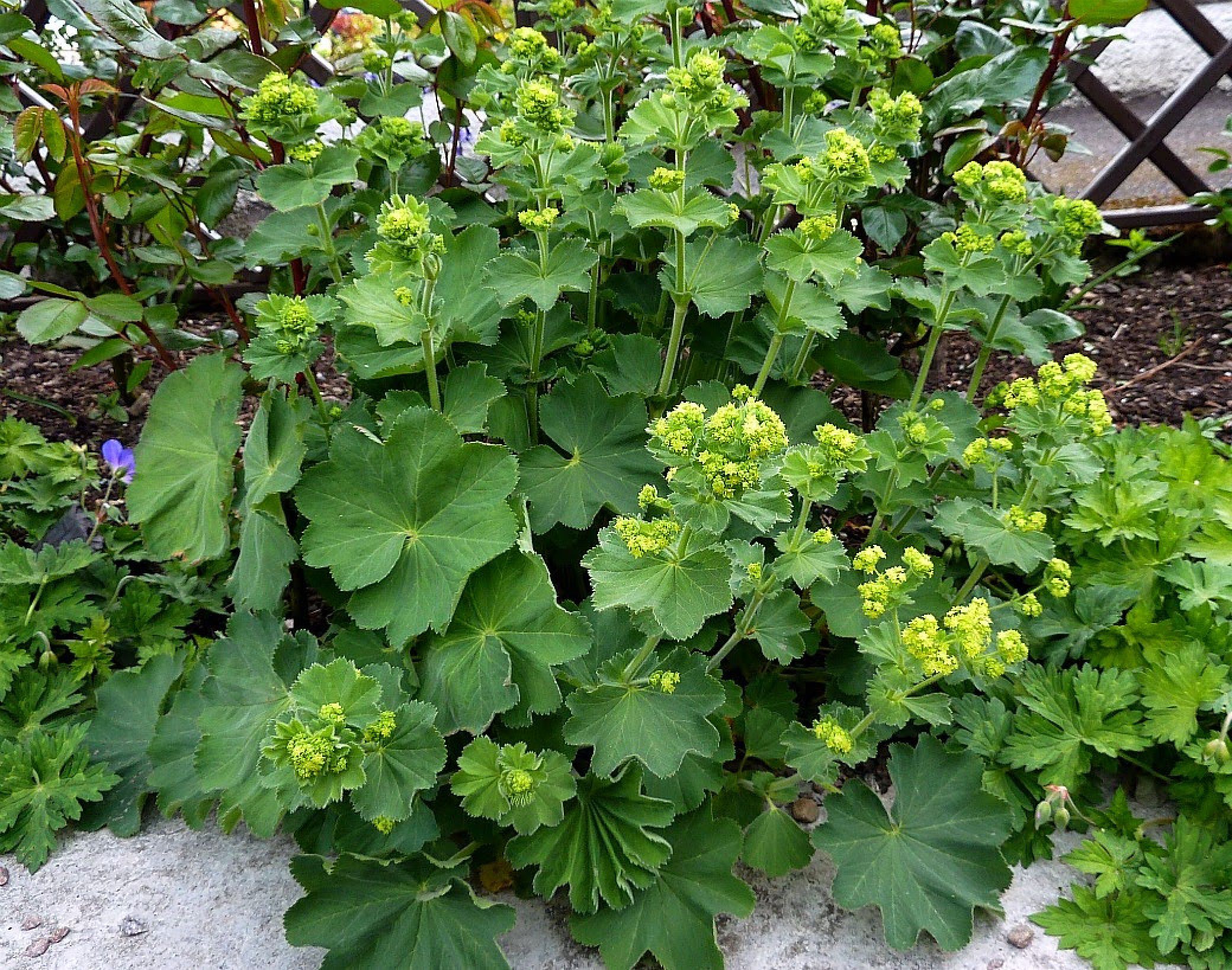 Манжетка мягкая Робустика () (Alchemilla mollis ' .