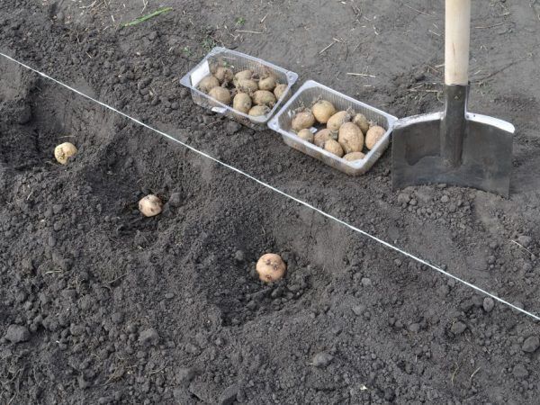 Шесть способов посадки картофеля