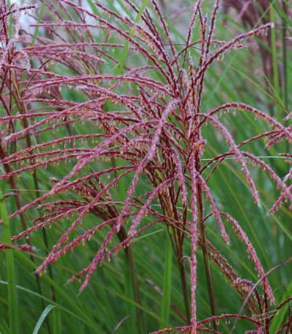 Мискантус китайский Грациллимус (Gracimillus) (MISCANTHUS SINENSIS  Gracimillus) - описание сорта, фото, саженцы, посадка, особенности ухода.  Дачная энциклопедия.