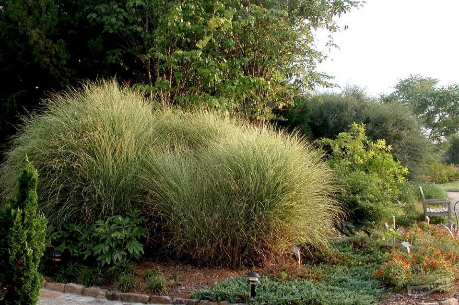 Miscanthus sinensis strictus. Мискантус китайский Стриктус. Мискантус Мунлайт. Мискантус морнинг Лайт.