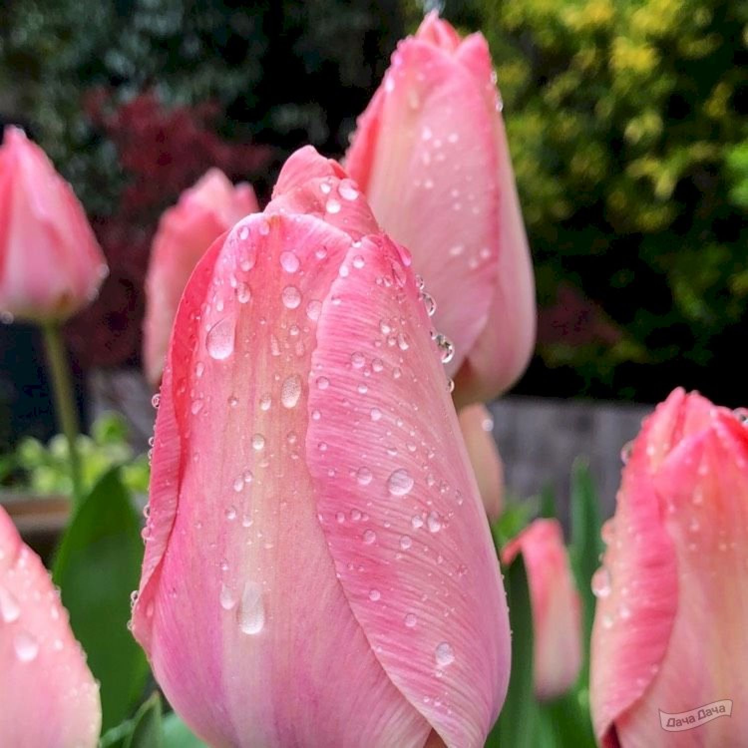 Тюльпан ван дер мост. Тюльпан Дарвинов гибрид Мистик Ван Эйк. Tulipa Darwin h. Mystic van Eijk. Дарвинов гибрид Ван Эйк фото.