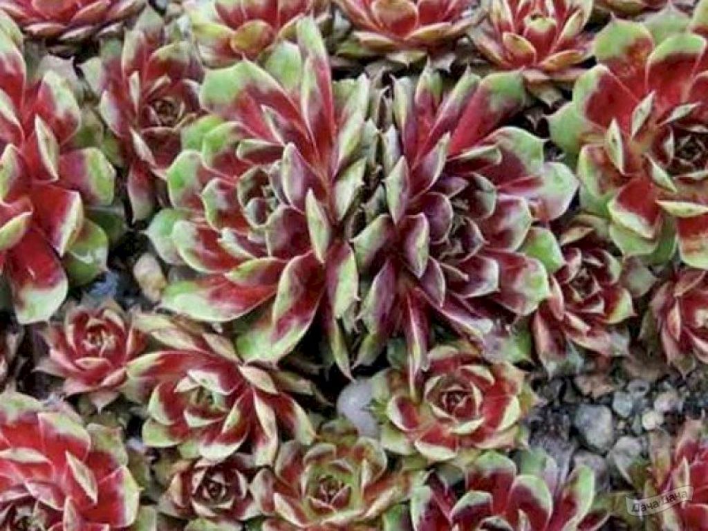 Молодило Калинда (Sempervivum Calinda) - описание сорта, фото, саженцы,  посадка, особенности ухода. Дачная энциклопедия.