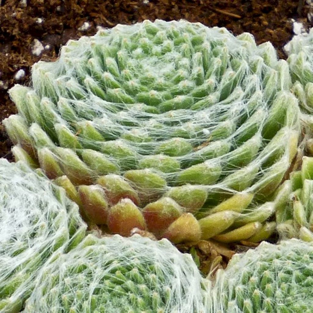 Молодило паутиннистое (SEMPERVIVUM ARACHNOIDEUM) - описание сорта, фото,  саженцы, посадка, особенности ухода. Дачная энциклопедия.