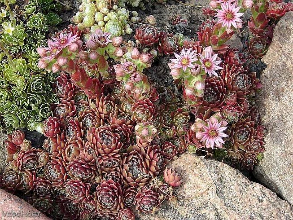 Молодило паутиннистое Ред Папавер (Red Papaver) (Sempervivum arachnoideum  «Red Papaver») - описание сорта, фото, саженцы, посадка, особенности ухода.  Дачная энциклопедия.