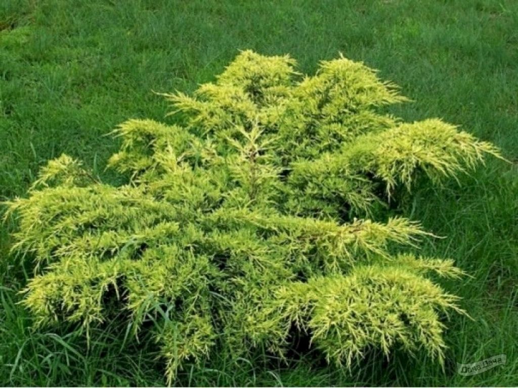 Можжевельник средний Метхот (Juniperus x pfitzeriana MATHOT) - описание  сорта, фото, саженцы, посадка, особенности ухода. Дачная энциклопедия.