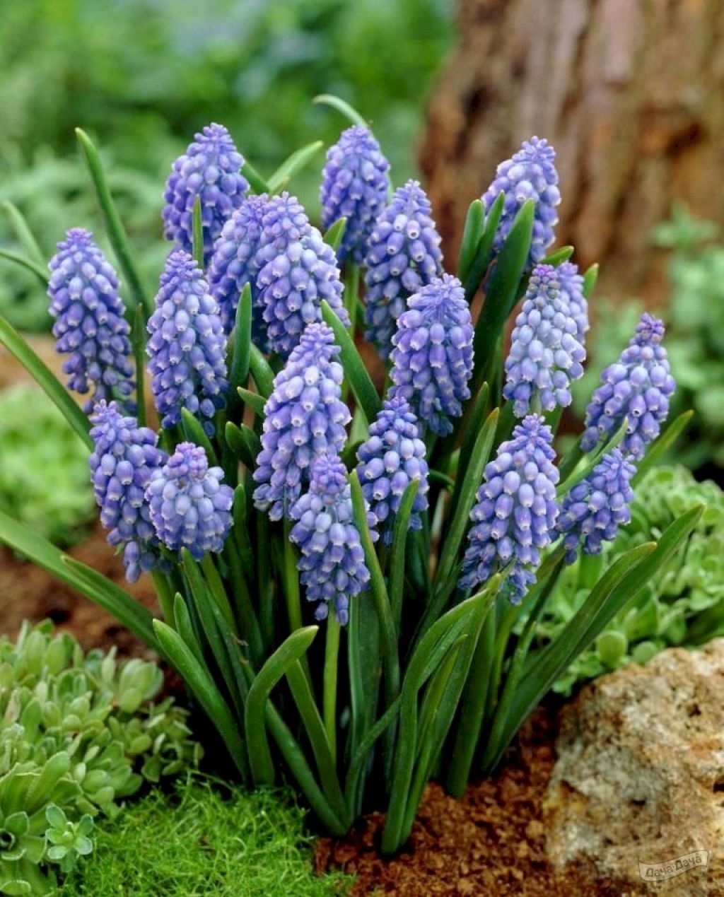 Мускари Алида (Muscari Alida) - описание сорта, фото, саженцы, посадка,  особенности ухода. Дачная энциклопедия.