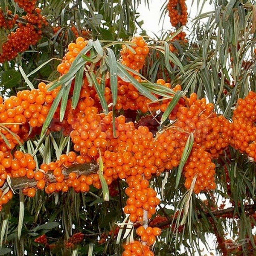 Облепиха крушиновидная Алтайская (HIPPOPHAE RHAMNOIDES ALTAYSKAYA) -  описание сорта, фото, саженцы, посадка, особенности ухода. Дачная  энциклопедия.