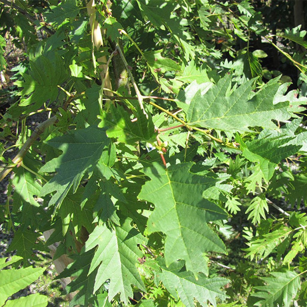 Ольха серая Лациниата (Laciniata) (Alnus incana Laciniata) - описание  сорта, фото, саженцы, посадка, особенности ухода. Дачная энциклопедия.