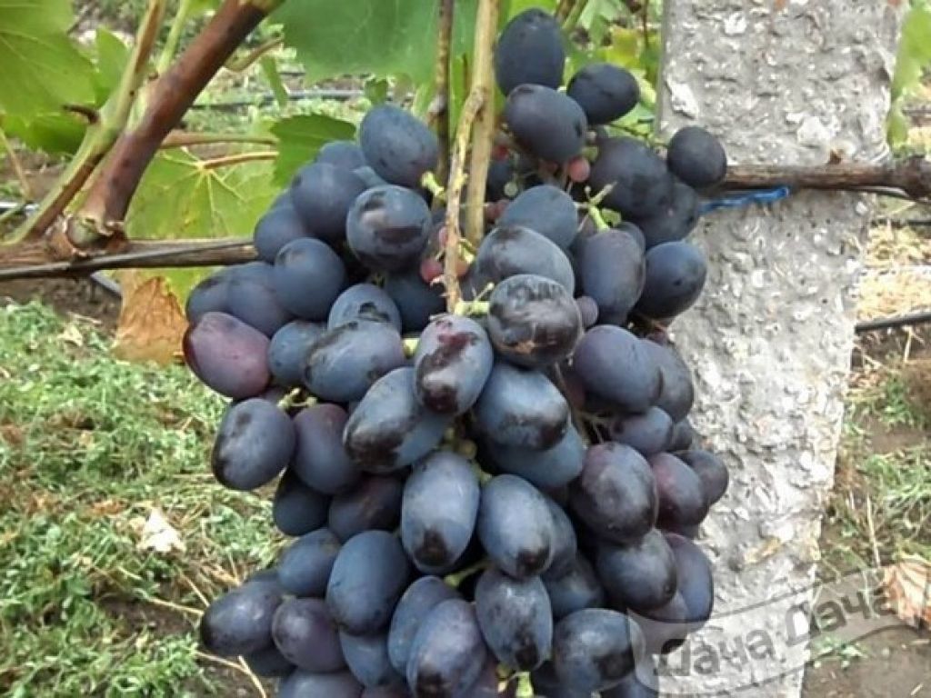 виноград орион описание сорта фото отзывы