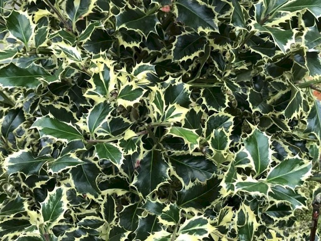 Падуб остролистный Аргентеа Маргината (Ilex aquifolium Argentea Marginata)  - описание сорта, фото, саженцы, посадка, особенности ухода. Дачная  энциклопедия.