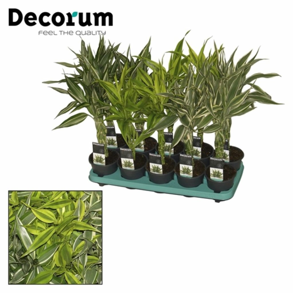 Драцена Сандера Микс (Dracaena sanderiana mixed) - описание сорта, фото,  саженцы, посадка, особенности ухода. Дачная энциклопедия.