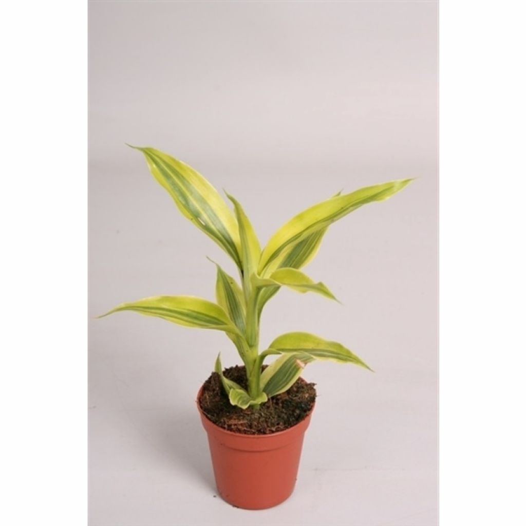 Драцена Сандера Голд (Dracaena sanderiana Gold) - описание сорта, фото,  саженцы, посадка, особенности ухода. Дачная энциклопедия.