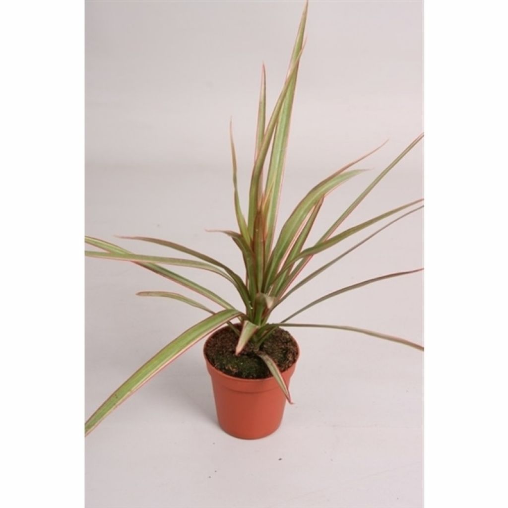 Драцена маргината Биколор (Dracaena marginata Bicolor) - описание сорта,  фото, саженцы, посадка, особенности ухода. Дачная энциклопедия.