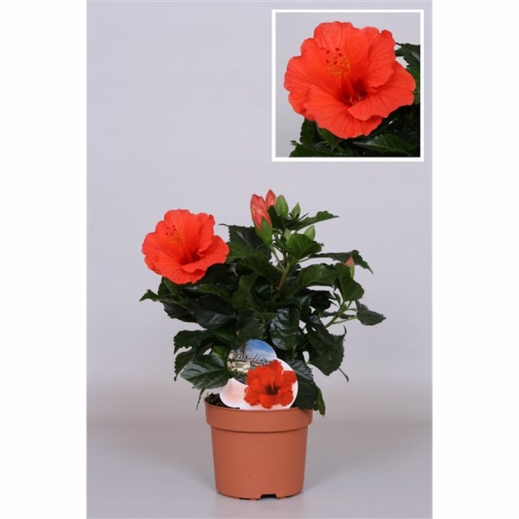 Гибискус китайский Санни Бордо (Hibiscus rosa-sinensis Sunny Bordeaux) -  описание сорта, фото, саженцы, посадка, особенности ухода. Дачная  энциклопедия.