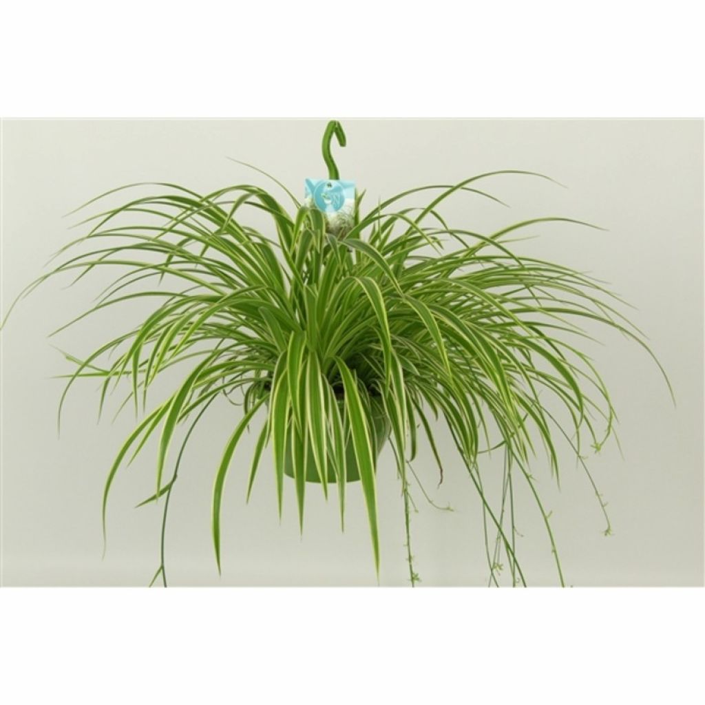 Хлорофитум хохлатый Вариегатум (Chlorophytum comosum Variegatum) - описание  сорта, фото, саженцы, посадка, особенности ухода. Дачная энциклопедия.