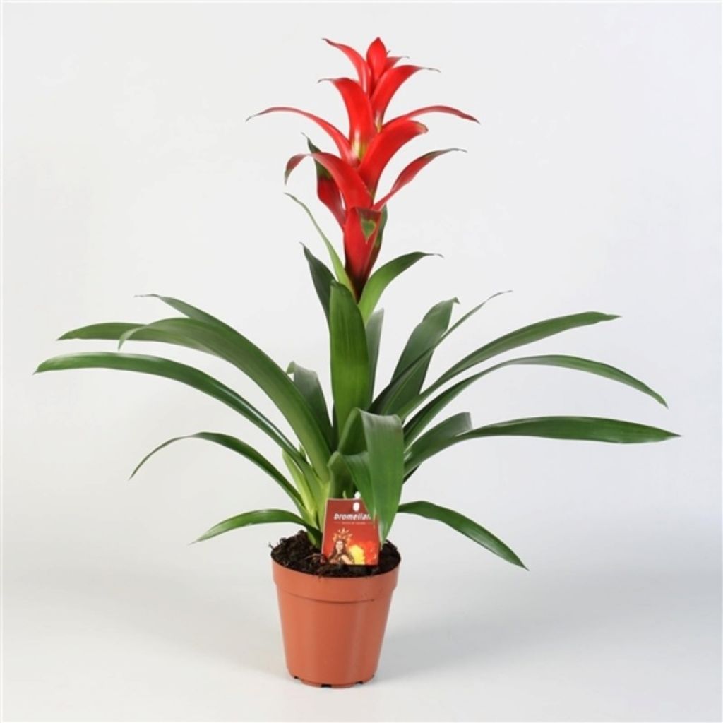 Гузмания Ростара (Guzmania Rostara) - описание сорта, фото, саженцы,  посадка, особенности ухода. Дачная энциклопедия.