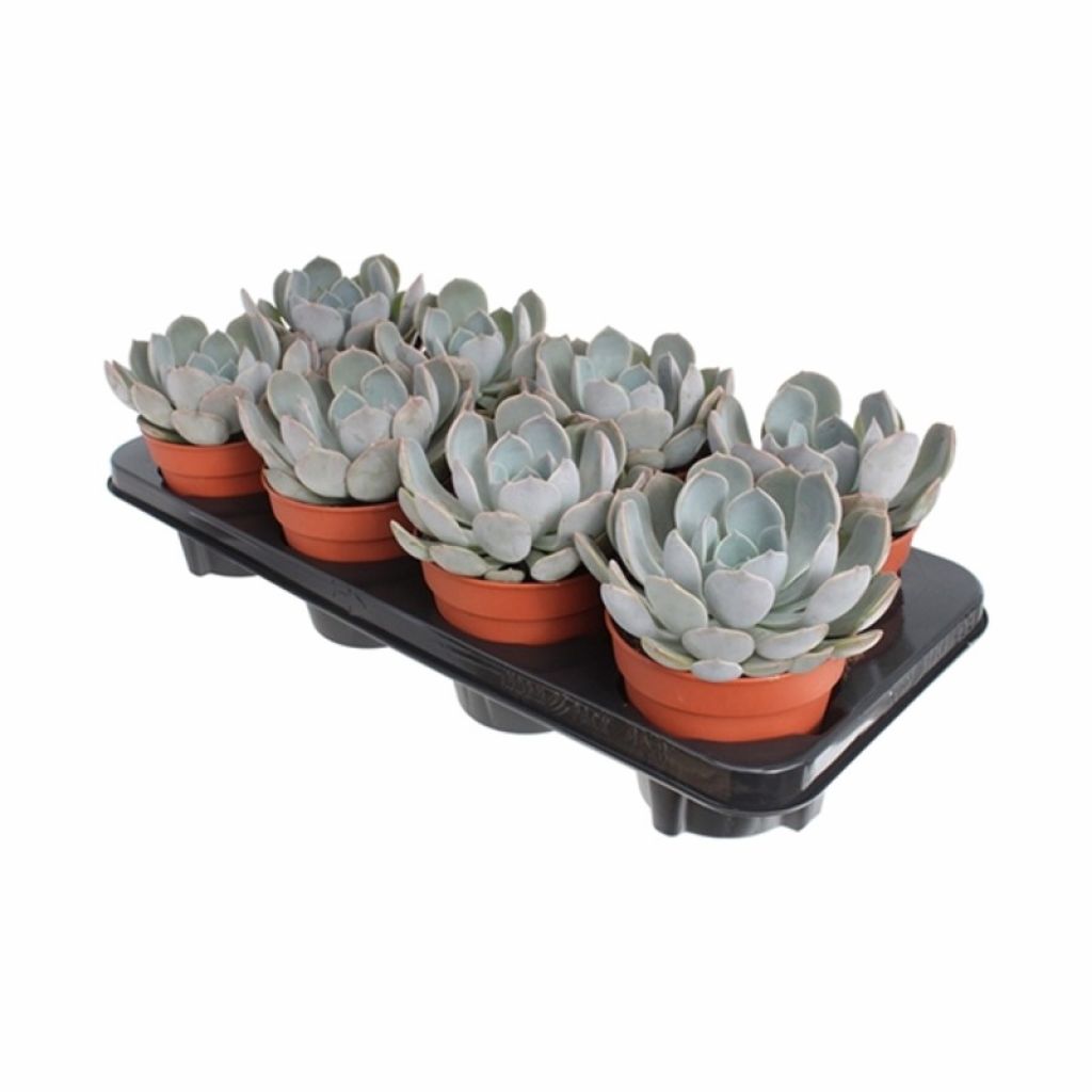 Эхеверия Гаротто (Echeveria Garoto) - описание сорта, фото, саженцы,  посадка, особенности ухода. Дачная энциклопедия.