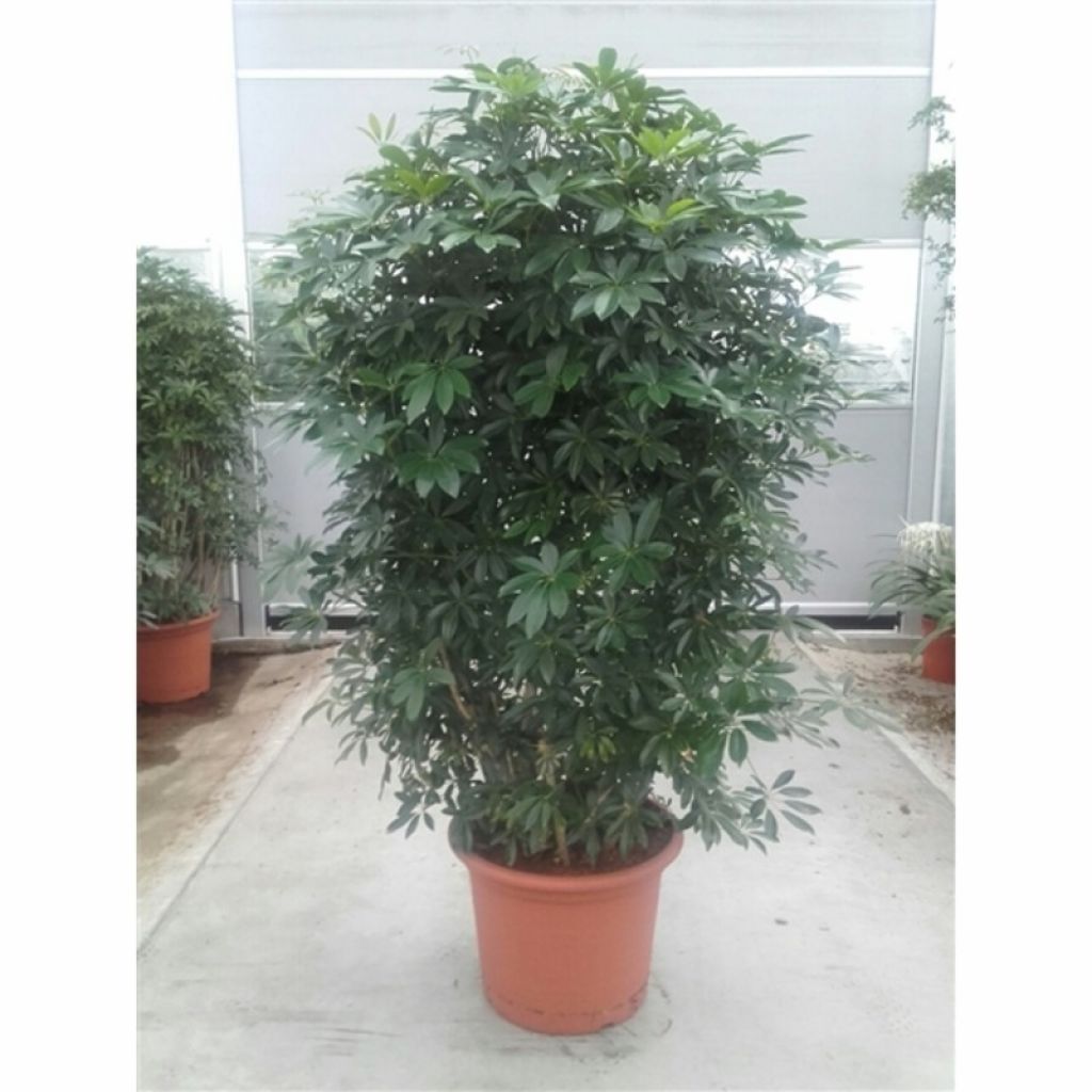 Шеффлера древовидная Компакта (Schefflera Arboricola Compacta) - описание  сорта, фото, саженцы, посадка, особенности ухода. Дачная энциклопедия.