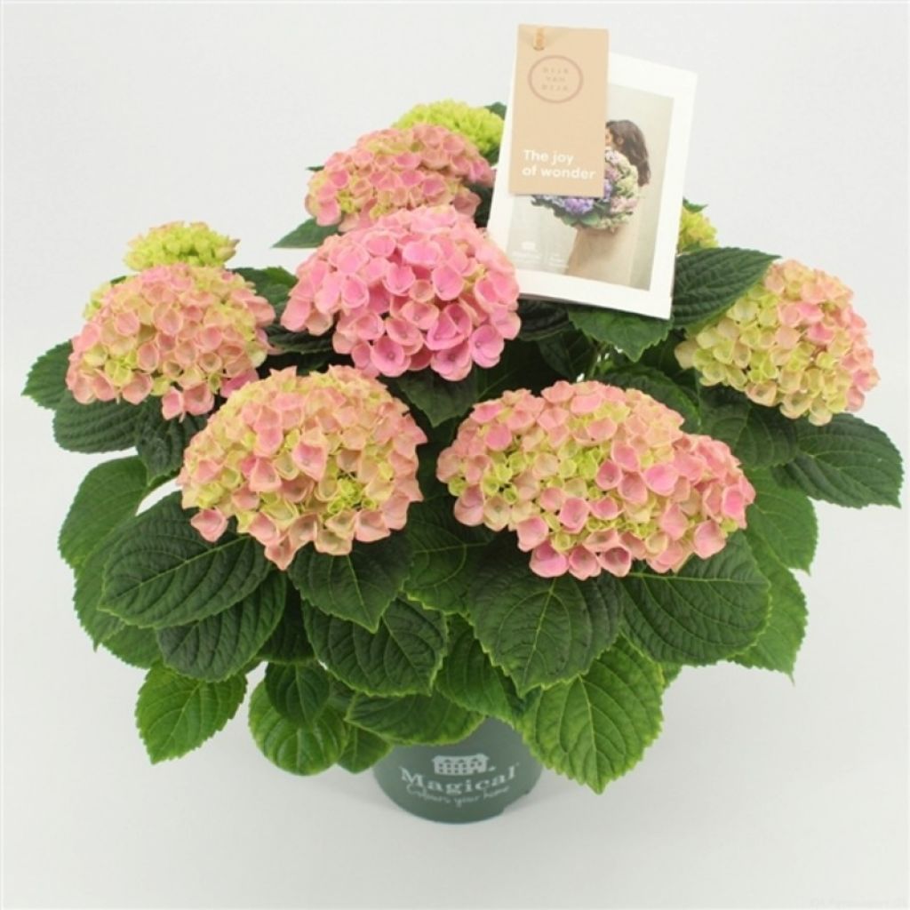 Гортензия крупнолистная Мэджикал Эволюшн (Hydrangea macrophylla Magical  Evolution) - описание сорта, фото, саженцы, посадка, особенности ухода.  Дачная энциклопедия.