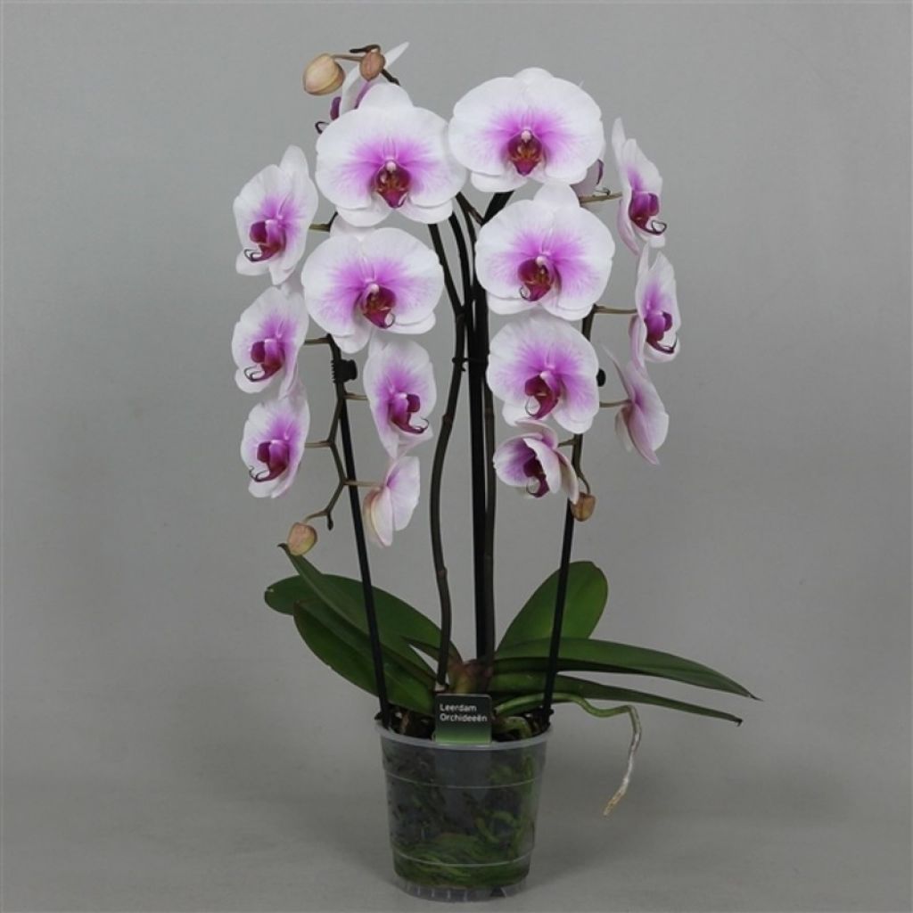 орхидея ченгду фото