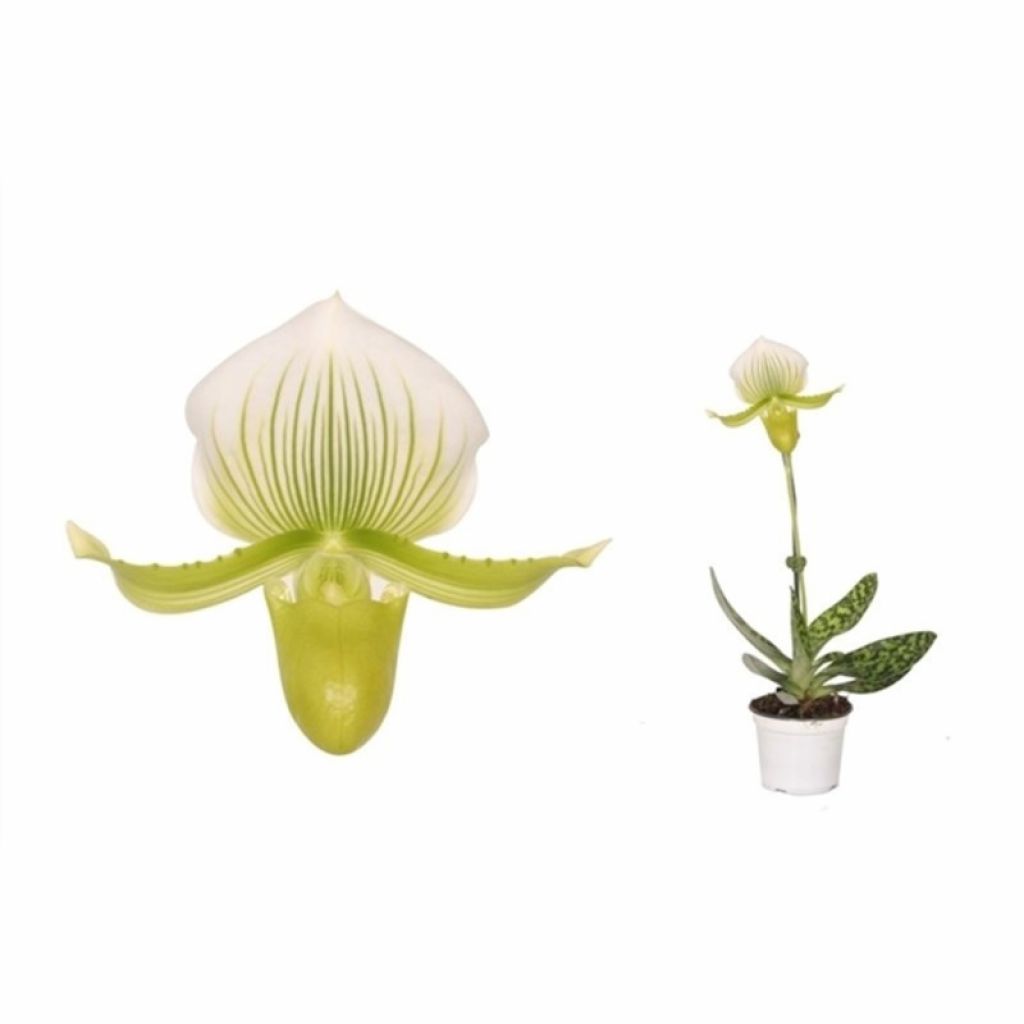 Пафиопедилум Мауди Фемма|Венерин башмачок Мауди (Paphiopedilum x maudiae  Femma) - описание сорта, фото, саженцы, посадка, особенности ухода. Дачная  энциклопедия.