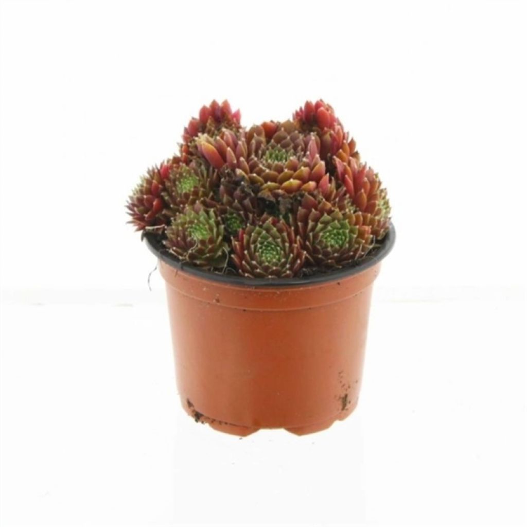 Молодило (Sempervivum) - описание сорта, фото, саженцы, посадка,  особенности ухода. Дачная энциклопедия.