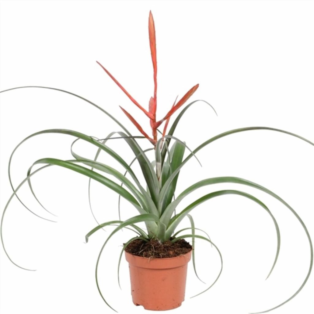 Тилландсия (Tillandsia) - описание сорта, фото, саженцы, посадка,  особенности ухода. Дачная энциклопедия.