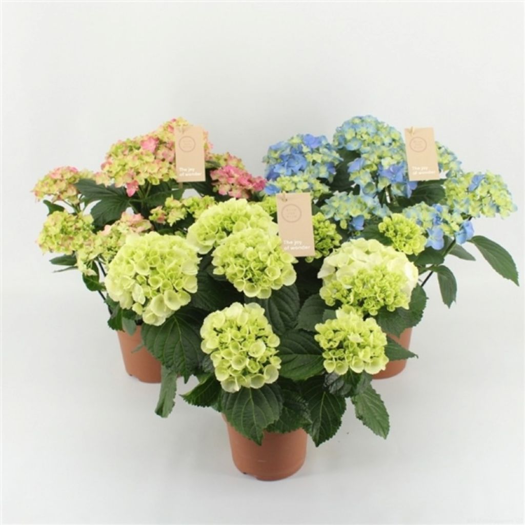 Гортензия крупнолистная Микс (Hydrangea macrophylla mixed) - описание сорта,  фото, саженцы, посадка, особенности ухода. Дачная энциклопедия.