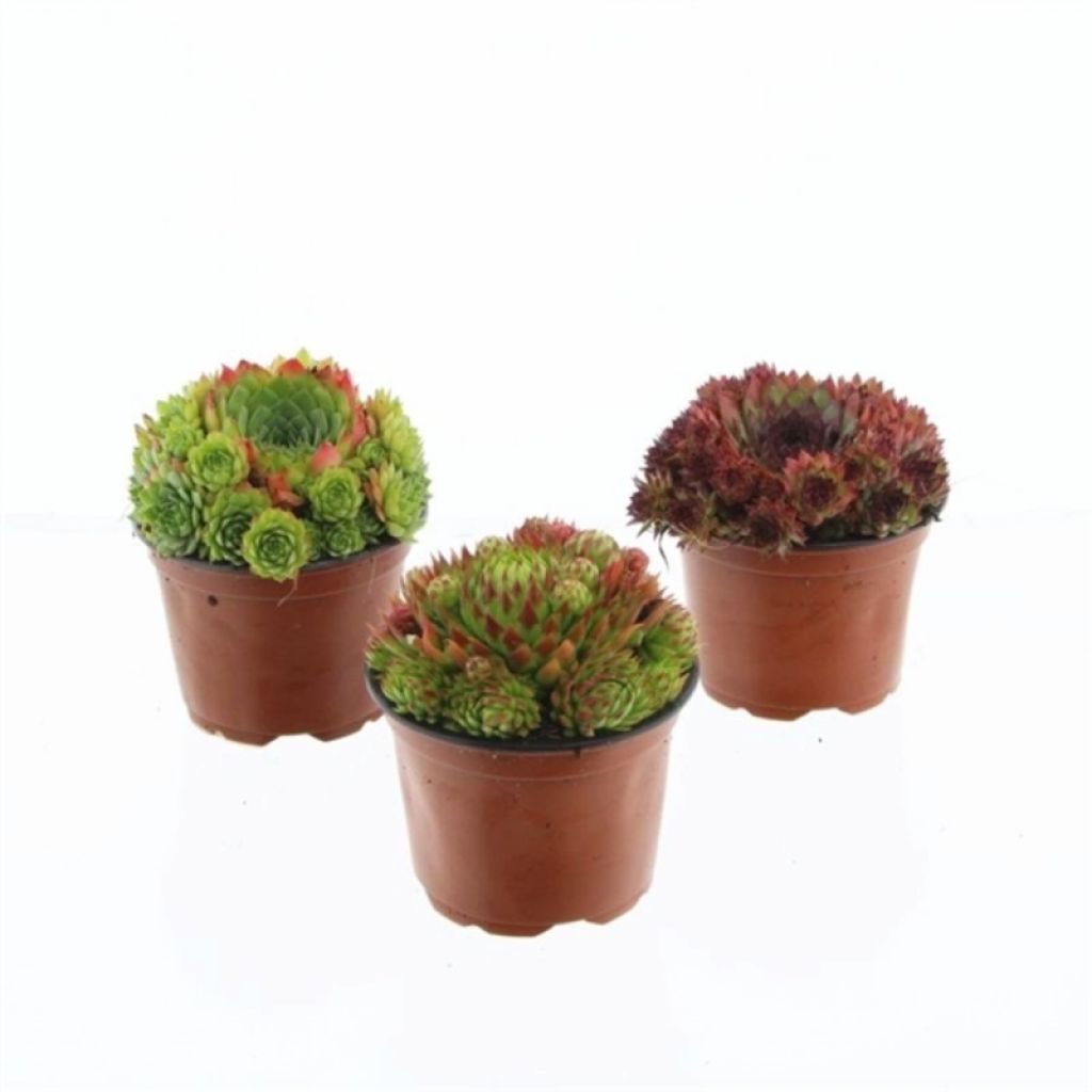 Молодило Микс (Sempervivum mixed) - описание сорта, фото, саженцы, посадка,  особенности ухода. Дачная энциклопедия.