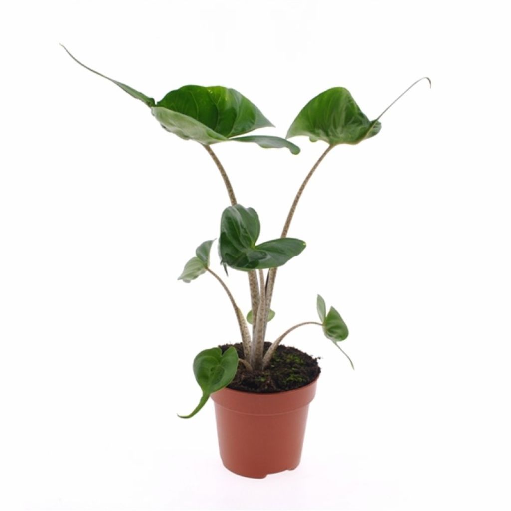 Алоказия — растение с веселыми листьями