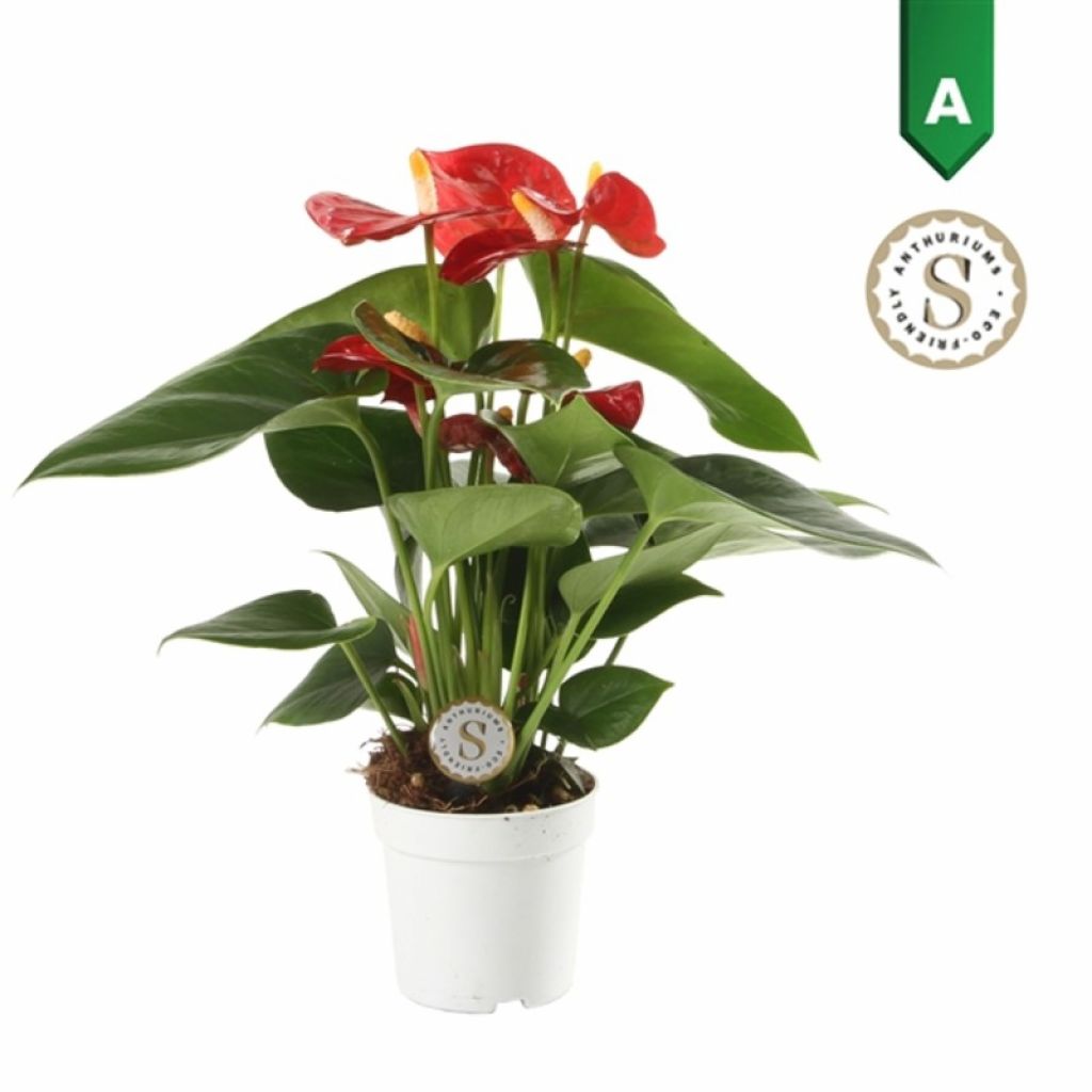 Антуриум Андреанум Ред Чемпион (Anthurium andreanum Red Champion) -  описание сорта, фото, саженцы, посадка, особенности ухода. Дачная  энциклопедия.