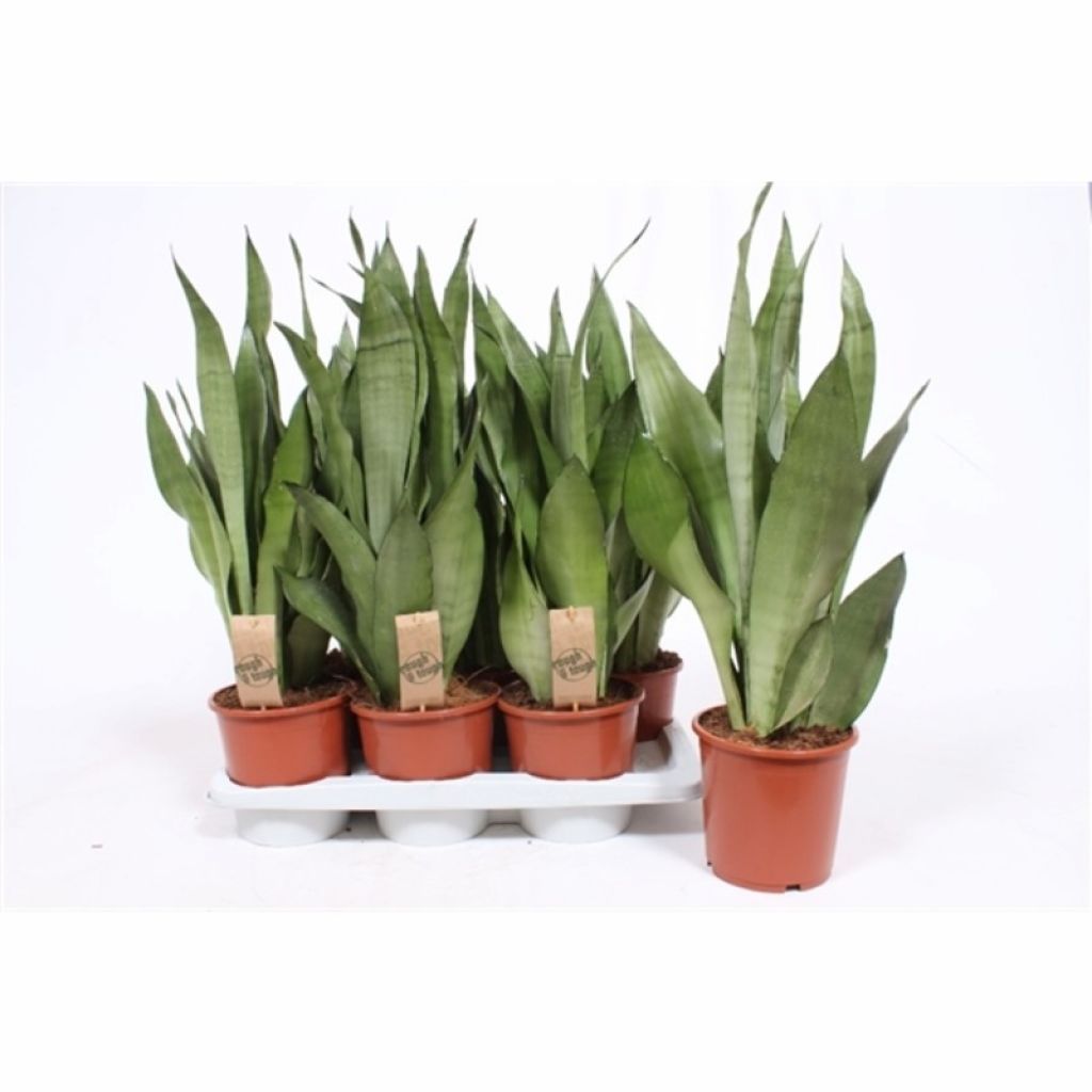 Сансевиерия трёхполосная Муншайн (Sansevieria trifasciata Moonshine) -  описание сорта, фото, саженцы, посадка, особенности ухода. Дачная  энциклопедия.