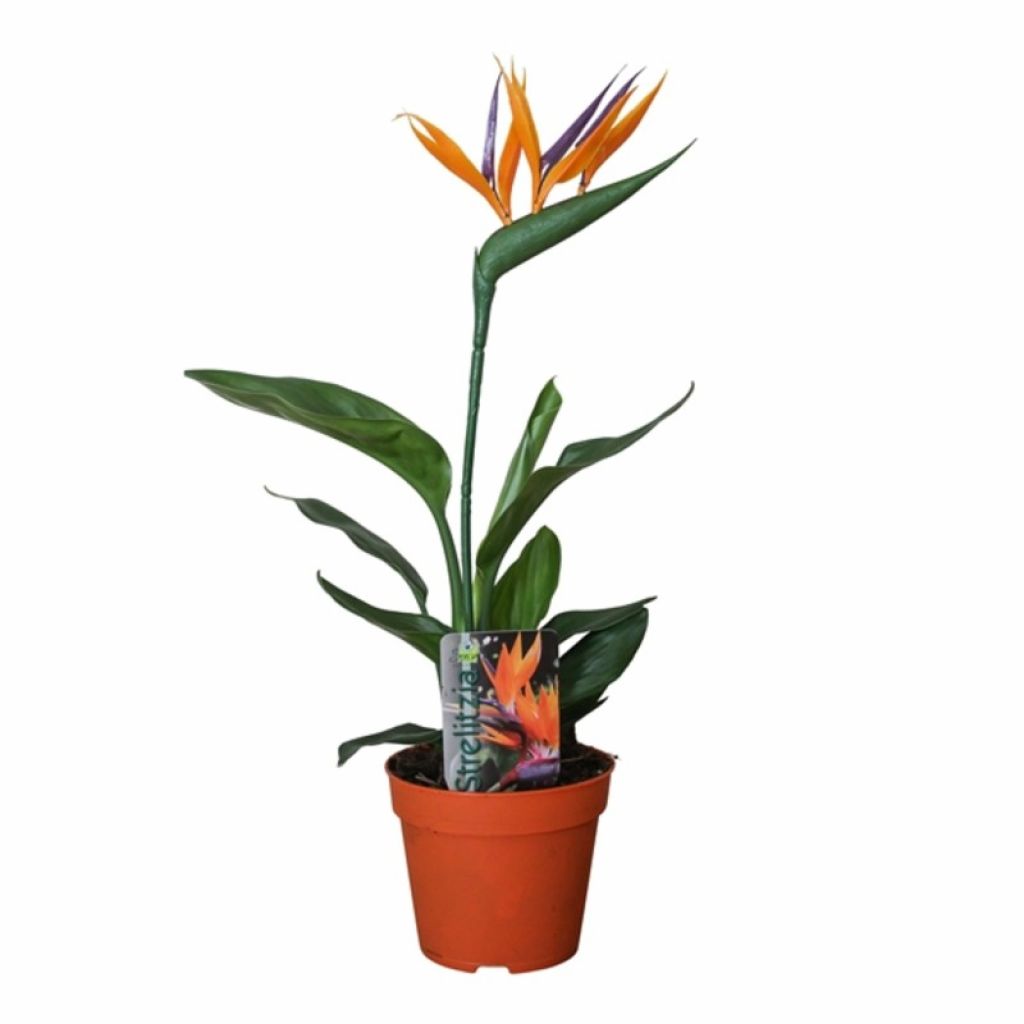 Стрелиция с аранжировкой (Arrangementen Strelitzia) - описание сорта, фото,  саженцы, посадка, особенности ухода. Дачная энциклопедия.