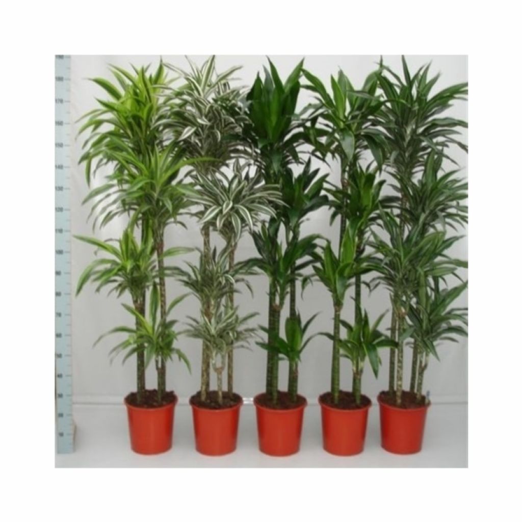 Драцена Микс (Dracaena mixed) - описание сорта, фото, саженцы, посадка,  особенности ухода. Дачная энциклопедия.