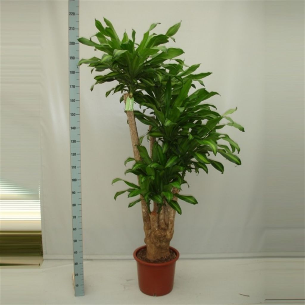 Драцена душистая Массанжеана (Dracaena fragrans Massangeana) - описание  сорта, фото, саженцы, посадка, особенности ухода. Дачная энциклопедия.