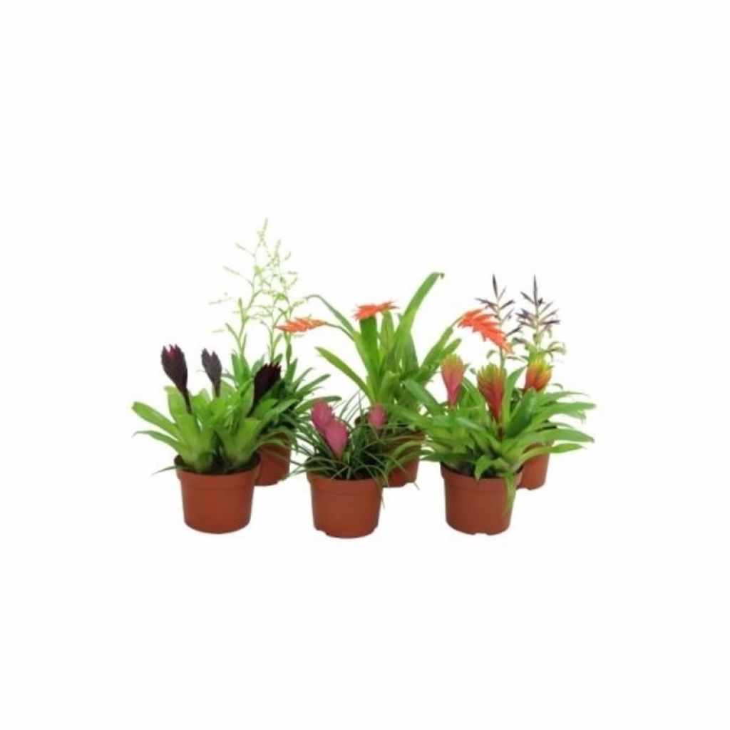 Бромелия Микс (Bromelia mixed) - описание сорта, фото, саженцы, посадка,  особенности ухода. Дачная энциклопедия.