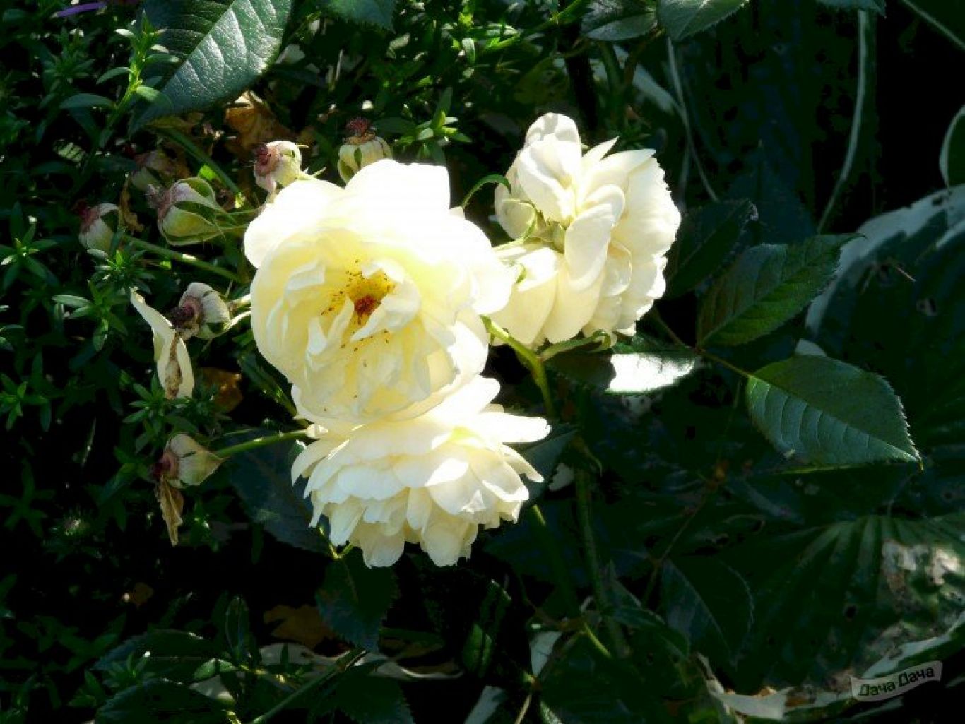 Роза почвопокровная `Зонненширм Rosa (s) `Sonnenschirm`