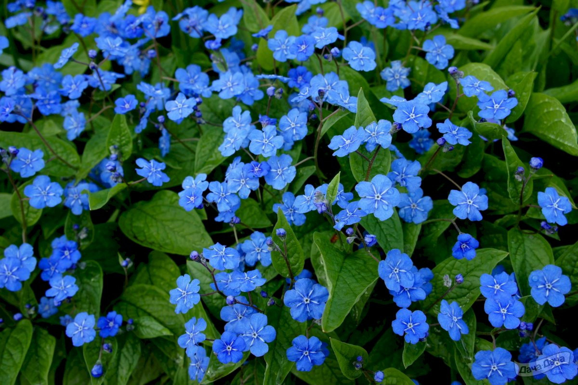 Верна растение. Пупочник весенний omphalodes Verna. Омфалодес весенний (Пупочник) (omphalodes Verna). Пупочник Каппадокийский. Омфалодес Каппадокийский.