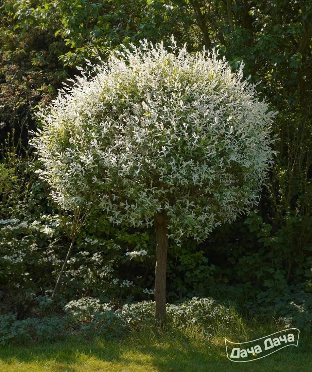 Ива Хакуро нишики – посадка и уход, описание, фото сорта