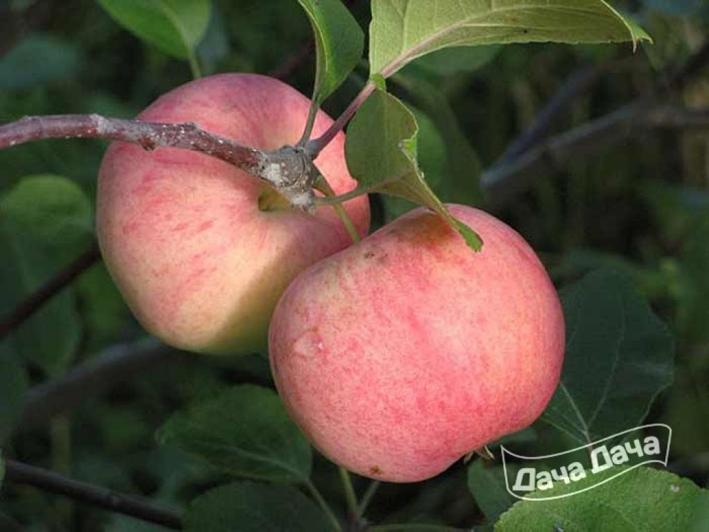 Стоит ли сажать яблоню Краса Свердловска – описание характеристик, плюсов и минусов сорта