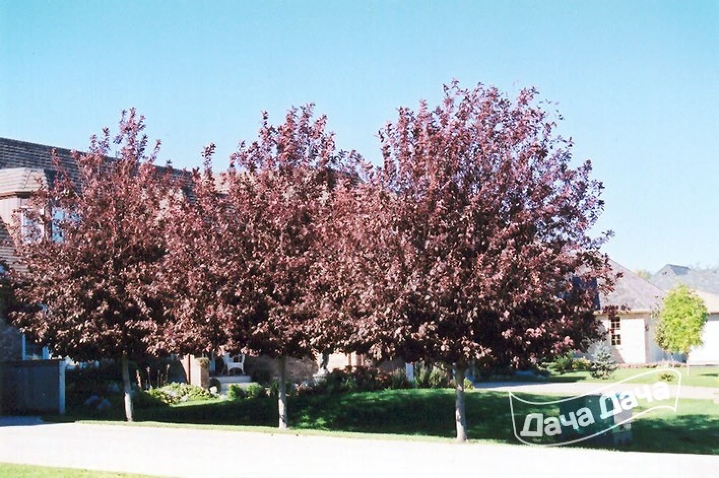 Черемуха виргинская Шуберт (Prunus virginiana Shubert)